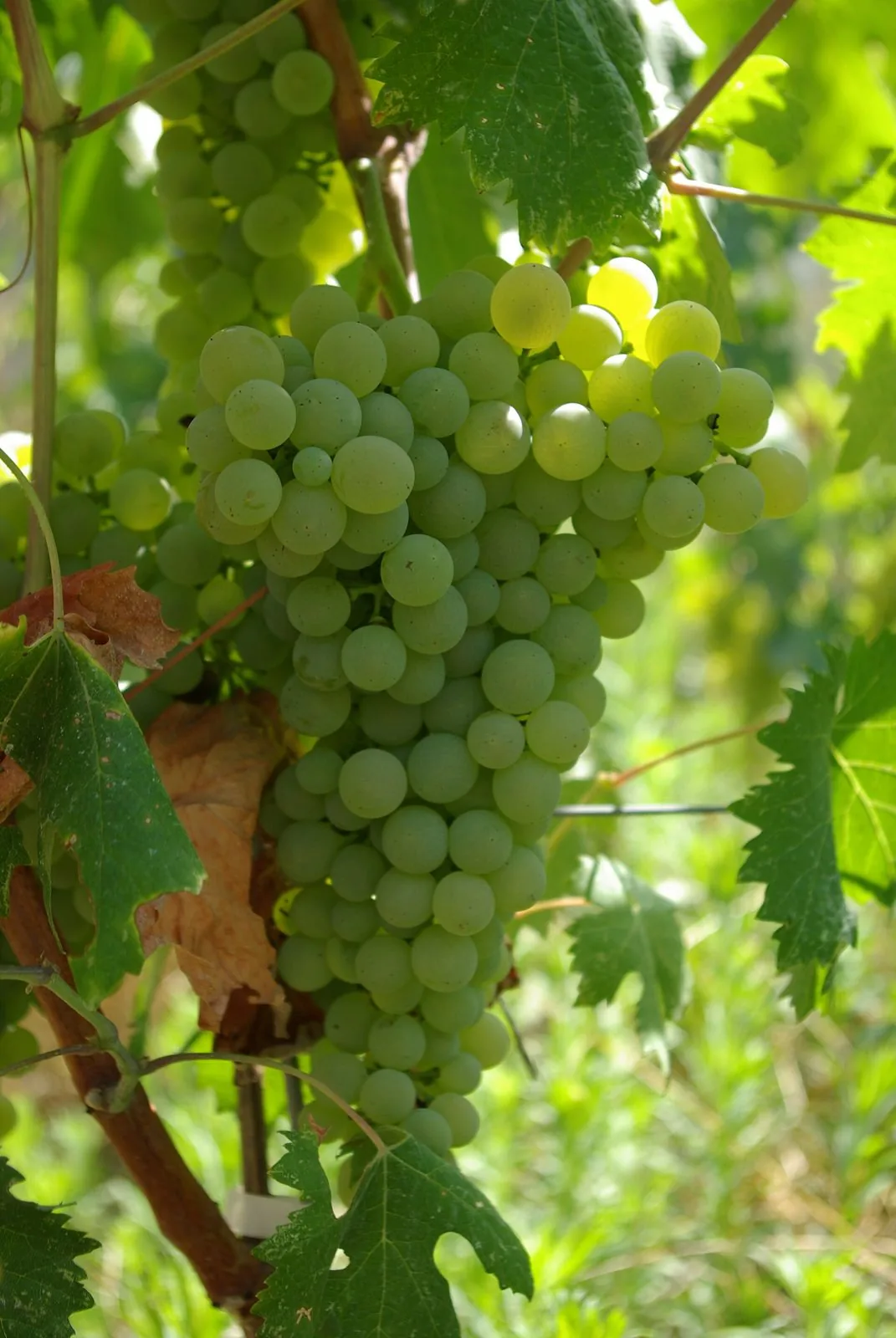 Grappolo di uva Vermentino maturo sulla vite tra le foglie verdi